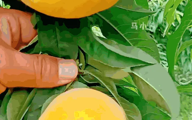 1761640946167125.gif 1761640946167125.gif